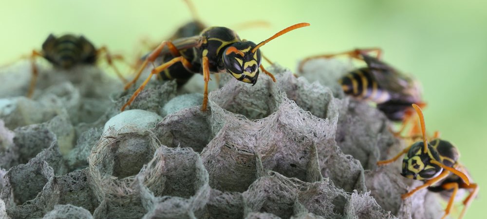 insektenbekaempfung